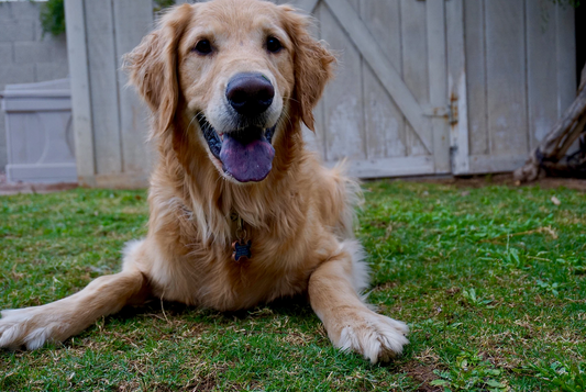 My CBD Journey | Bentley